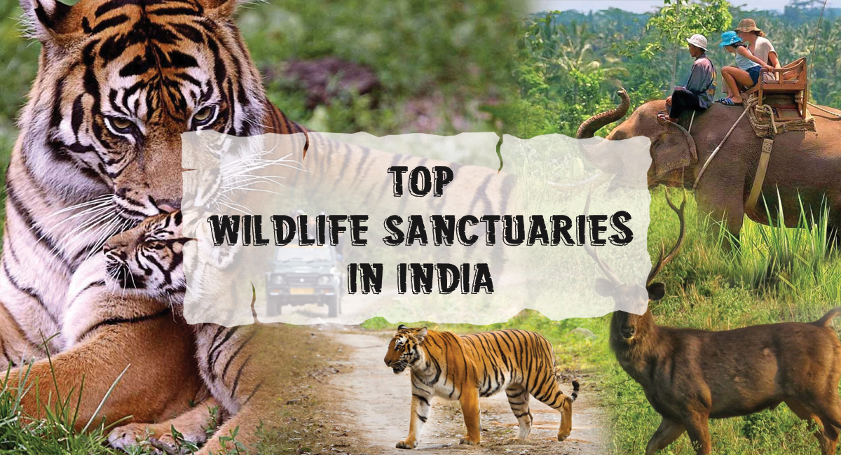 Top Wildlife Sanctuaries in India for 2022 Safari Excursion