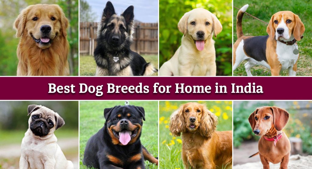 20 Best Dog Breeds for Home in India