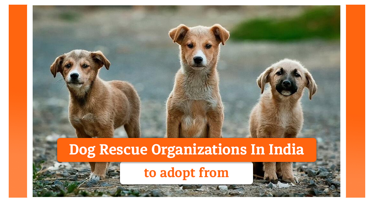 15 Dog Rescue Organizations In India to Adopt From | TalkCharge Blog
