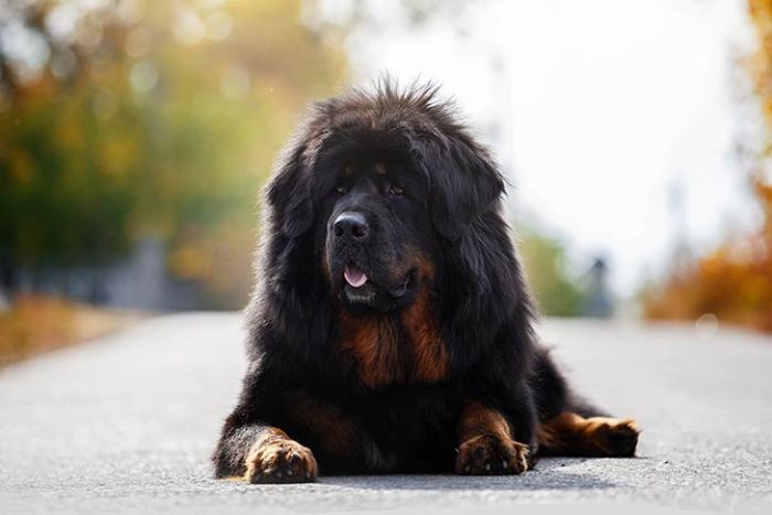 15 Biggest Dog Breeds in the World Worth Knowing | TalkCharge Blog