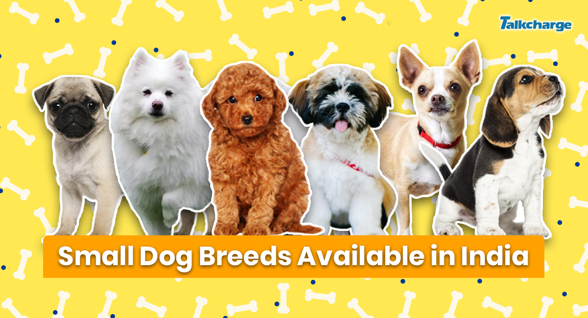 Small Dog Breeds in India: Best Home-Friendly Cute Dogs with Prices