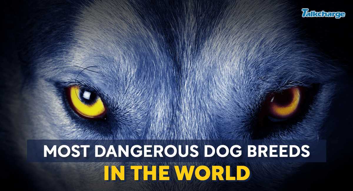 Most Dangerous Dog Breeds in the World: Breeding History & Bite Force